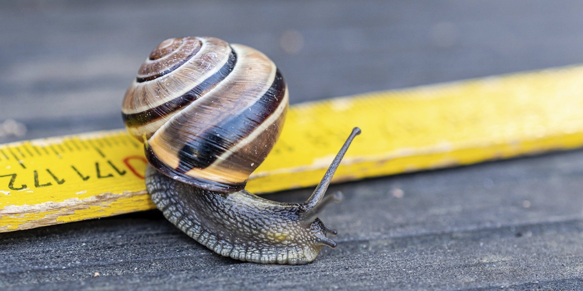 Schnecke kriecht über einen Zollstock - Bild von Cornell Frühauf auf Pixabay
